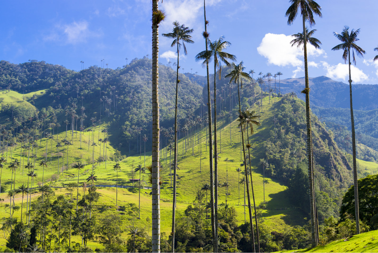 Colombie-Sur-La-Route-Cocora-Valley4